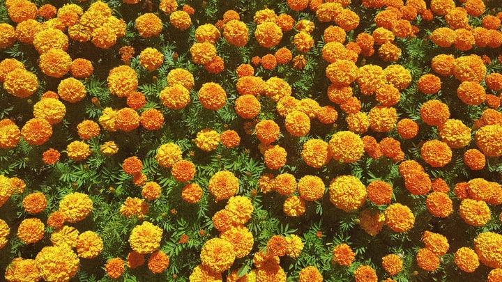 marigold-letters.jpg